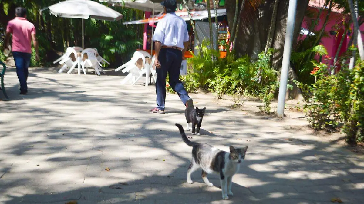 gatos en el parque papagayo